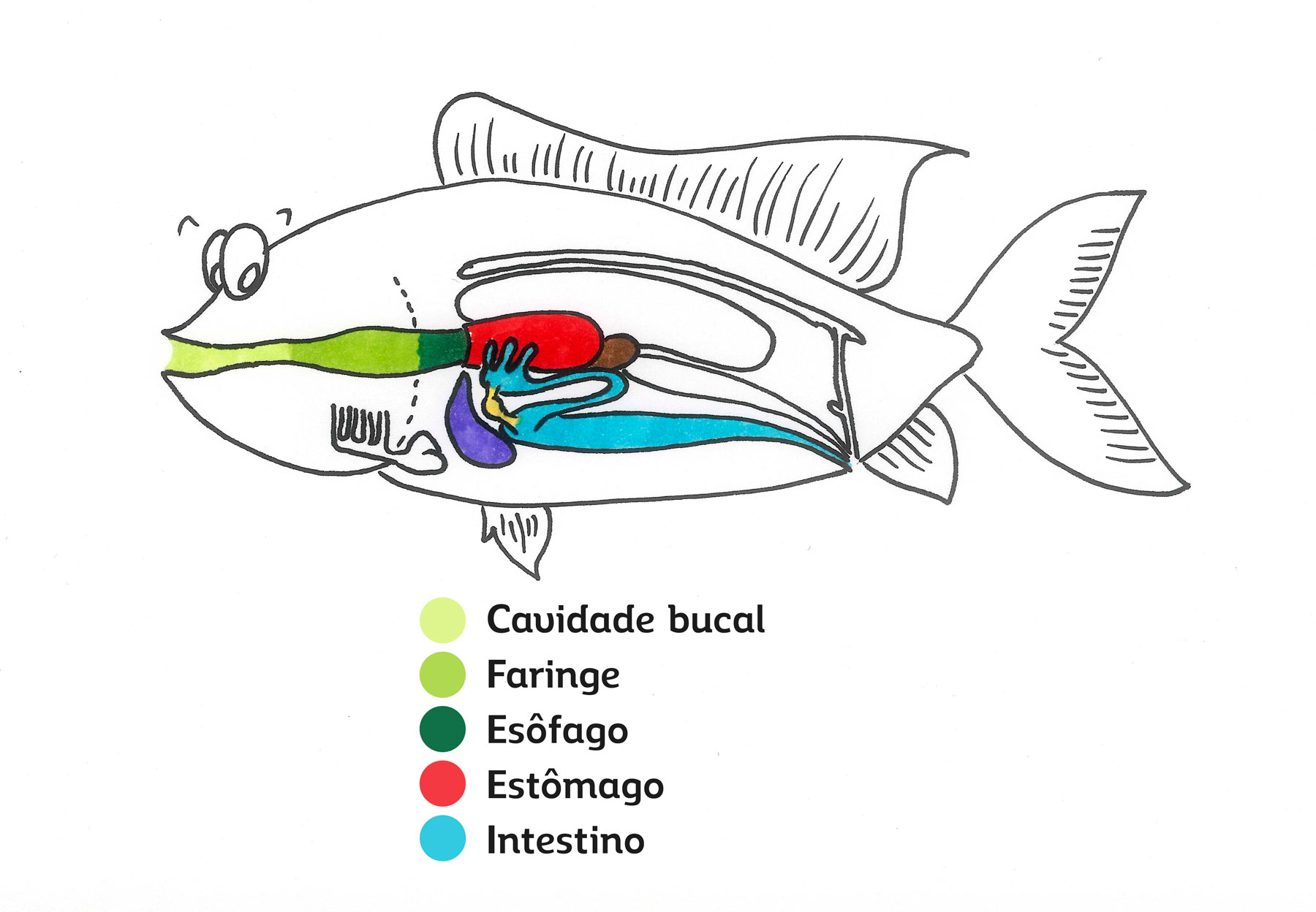 Do Que Se Alimenta O Peixe - FDPLEARN