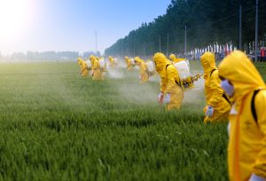 Agricultores pulverizando pesticida em plantação