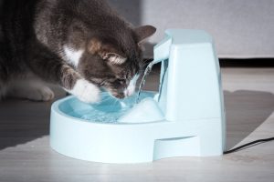 Gato bebendo água em bebedouro apropriado