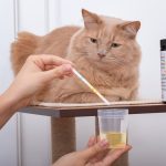 Análise da urina de um gato