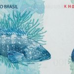 Nota de 100 reais com a imagem de uma garoupa (Epinephelus marginatus)
