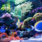Peixes tropicais de aquário marinho