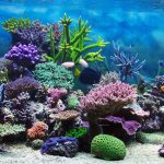 Aquário marinho com corais