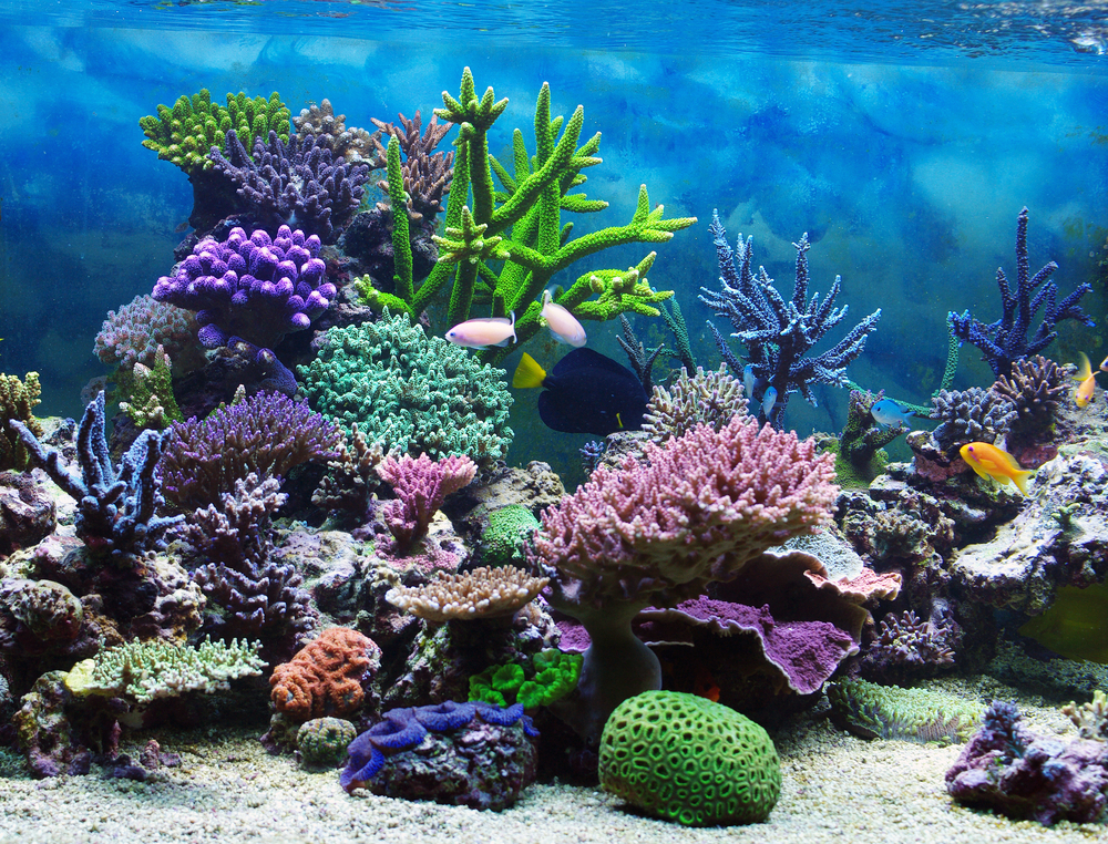 Aquário marinho com corais