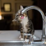 Gato bebendo água corrente da torneira