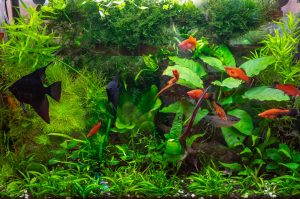 Peixes vivendo em um aquário com plantas