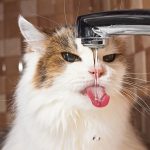 Gato bebendo água da torneira