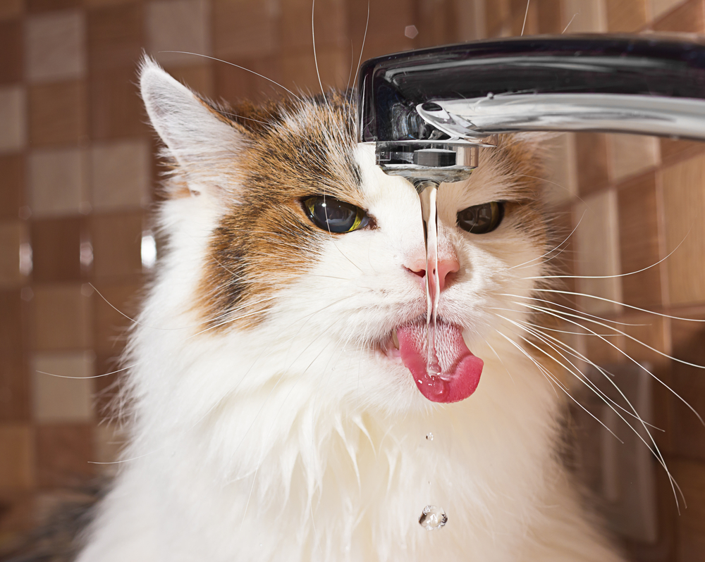 Gato bebendo água da torneira