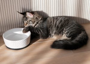 Gato com uma tigela de água
