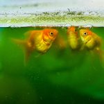 Peixes em um aquário com infestação de algas