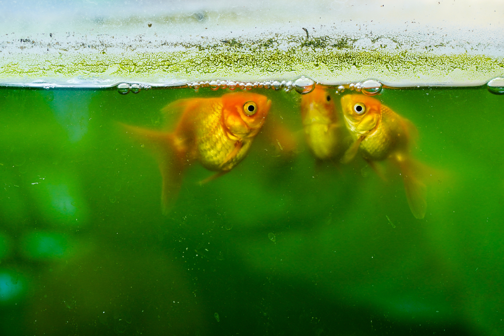 Peixes em um aquário com infestação de algas