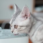 Gato bebendo água em um bebedouro para gatos