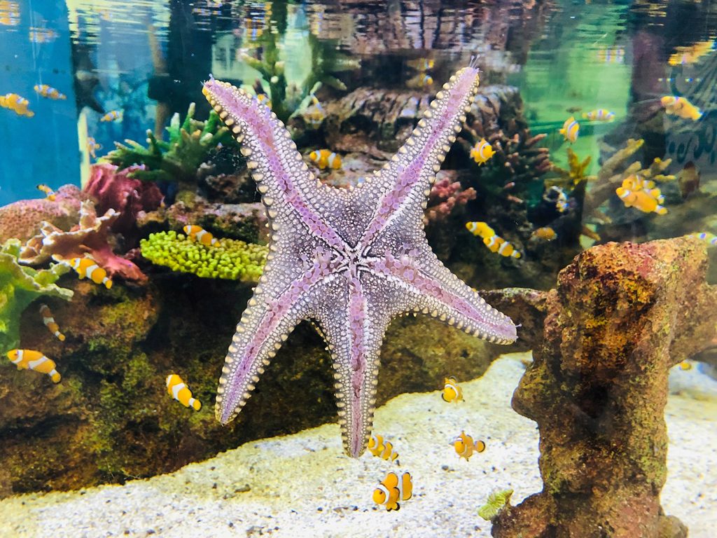 Estrela-do-mar em aquário de água salgada