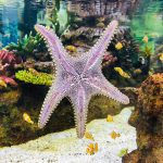 Estrela-do-mar em aquário de água salgada