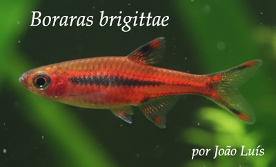 Boraras brigittae