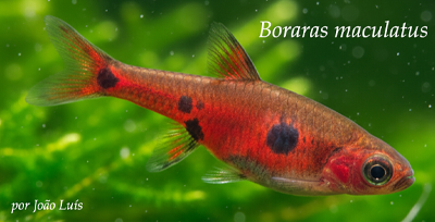 Boraras maculatus