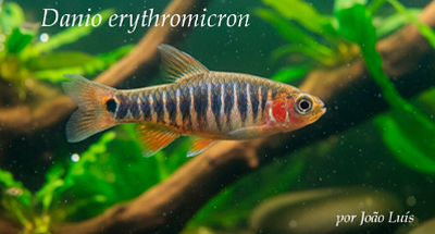 Danio