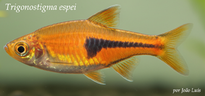 Trigonostigma espei