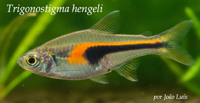 Trigonostigma hengeli