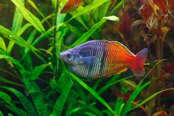Melanotaenia gorducha